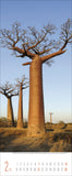 A photo of large smooth broad trees with very high branches