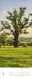 A photo of a large tree in a green field with hills and more trees behind it