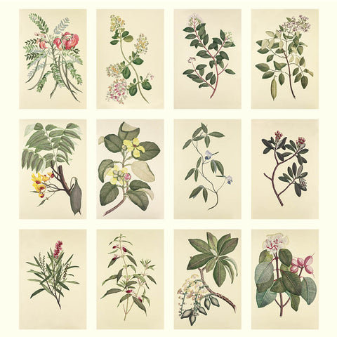 Botanicals - Joseph Banks (HMS Endeavour) Desk Calendar 2025 - images