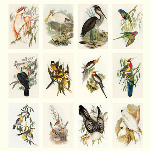 Birds - John Gould Desk Calendar 2025 - images