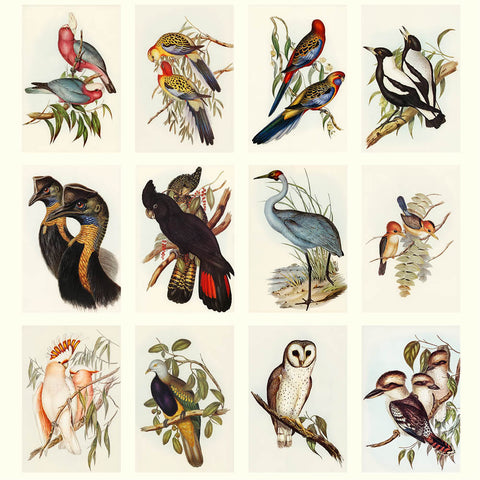 Australian Birds - John Gould Desk Calendar 2026 - images
