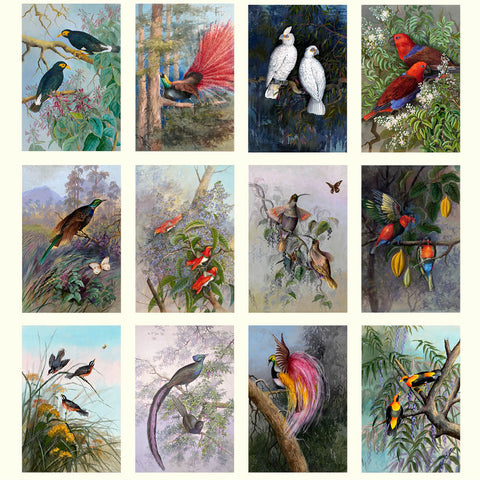 Ellis Rowan Birds Large Wall Calendar 2026 - images