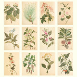Collection of botanical illustrations on a beige background