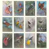 Collection of illustrations of various birds in natural settings