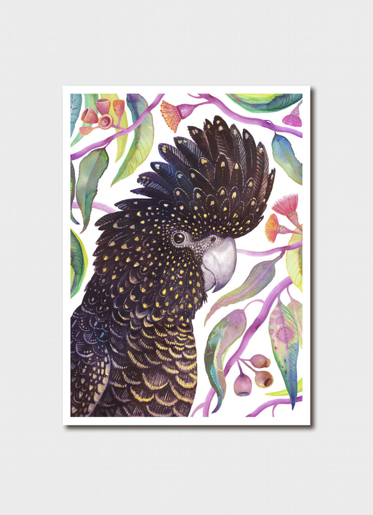 Vlad Stankovic Australian Parrots - Red-tailed Black Cockatoo