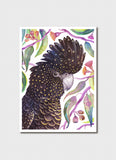 Vlad Stankovic Australian Parrots - Red-tailed Black Cockatoo