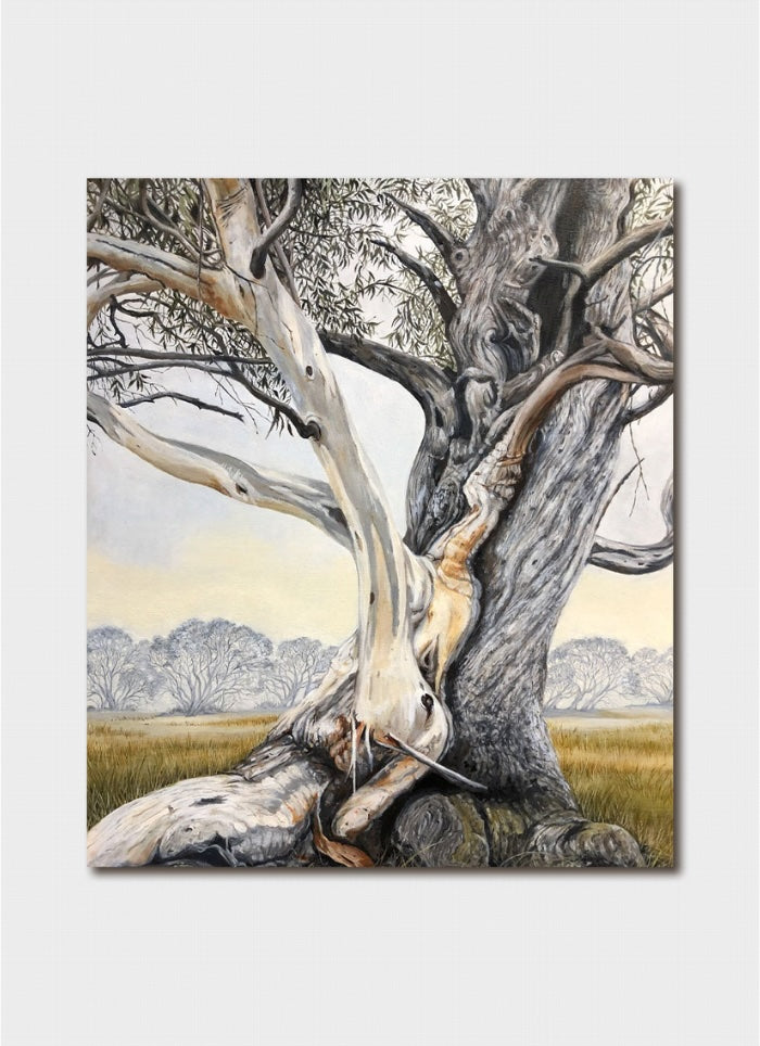 Sandi Rigby - Snow Gum
