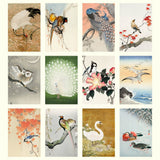 Grid of various bird illustrations in a traditional style