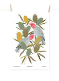 Poster of colorful cockatoos on a branch with a white background