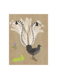 Lyre Bird with large white feathers on a brown background.