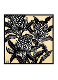 Black and white waratah on a pale yellow background.