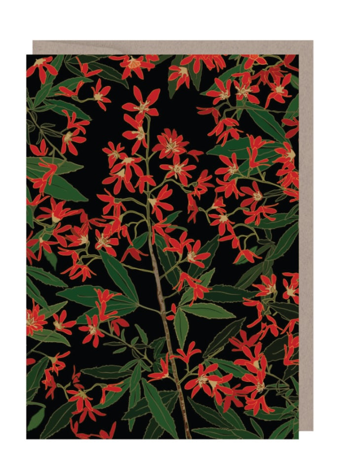 Emma Miszalski - Christmas Bush