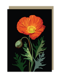 Greeting card with a red poppy flower on a black background