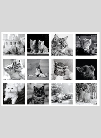 Cats in Black & White Wall Calendar 2026 - 12 month images