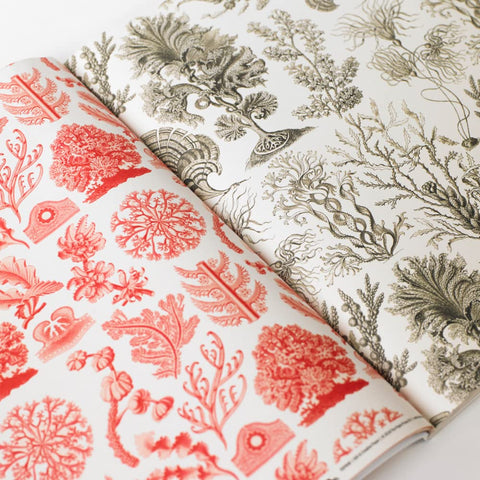 Art Forms in Nature Gift & Creative Wrapping Papers