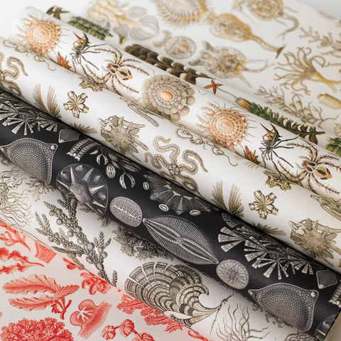 Art Forms in Nature Gift & Creative Wrapping Papers
