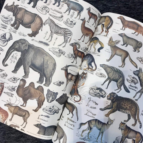 Fauna Gift & Creative Wrapping Papers