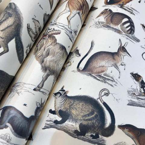 Fauna Gift & Creative Wrapping Papers