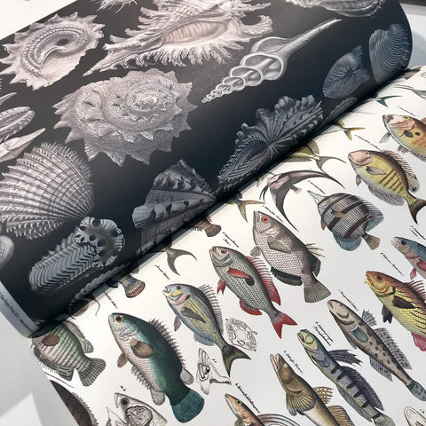 Marine Gift & Creative Wrapping Papers