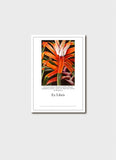 Ellis Rowan Australian Flora Bookplates