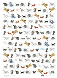 Hairy Maclary Wrapping Paper # 1