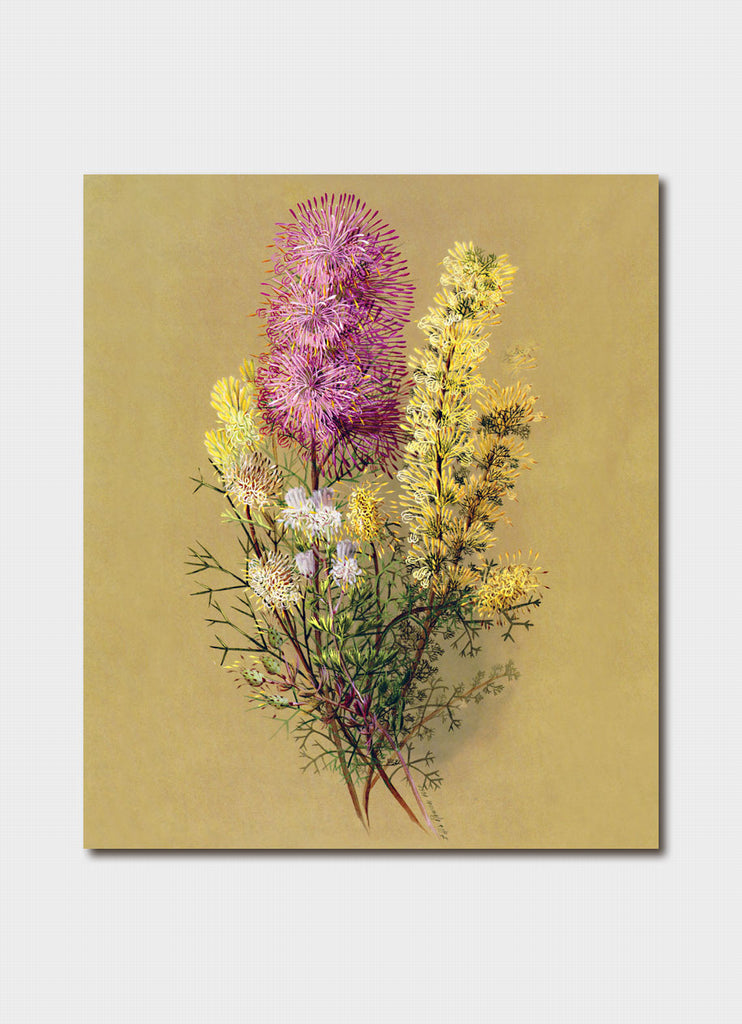 Ellis Rowan - Rose Cone Flower