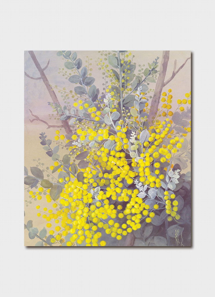 Ellis Rowan - Queensland Silver Wattles