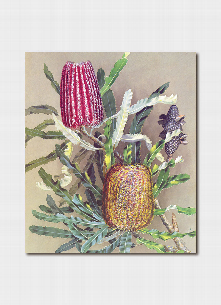 Ellis Rowan - Menzies Banksia