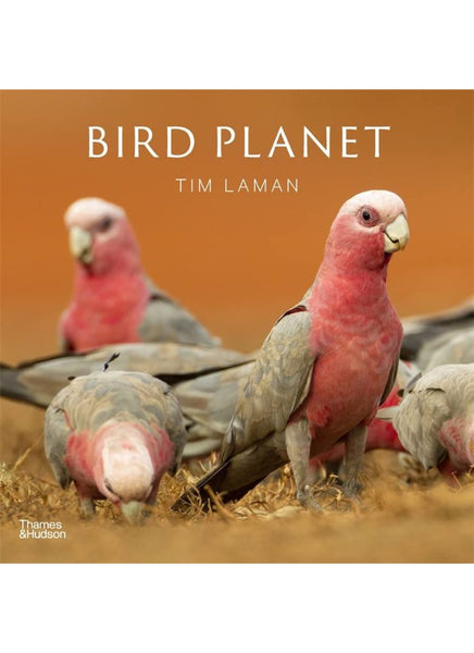 (HB)　Laman　Paper　by　Tim　BIRD　Parrot　PLANET　–