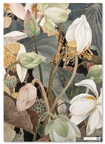 Cressida Campbell - Lotus Wrapping Paper