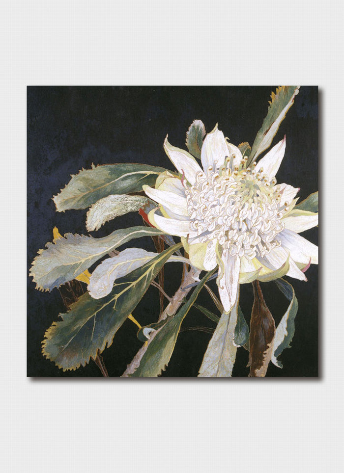 Cressida Campbell - White Waratah
