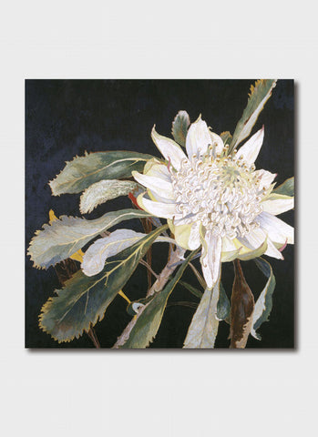 Cressida Campbell art card - White Waratah
