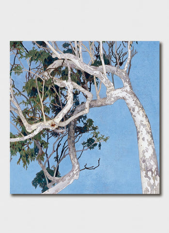 Cressida Campbell art card - White Angophora