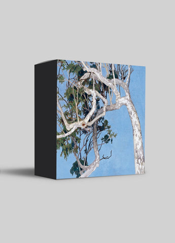 Cressida Campbell Card Pack - Bush (series 1)