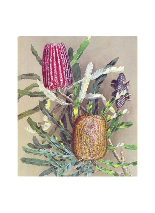 Ellis Rowan: A Life in Flowers, Birds and Colour
