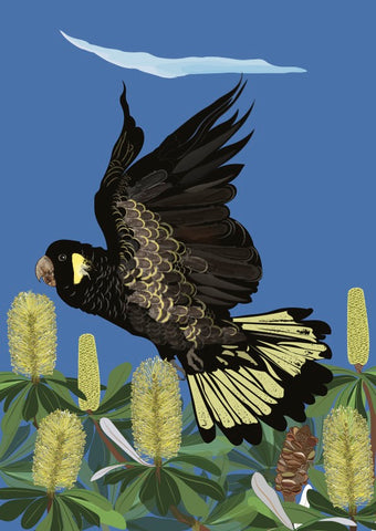 Black cockatoo flying among banksia plants on a blue background
