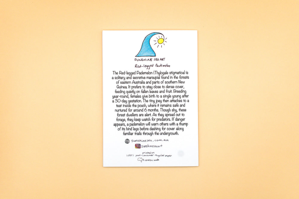 Educational poster about red-legged parakeets on a beige background