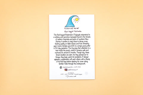 Educational poster about red-legged parakeets on a beige background