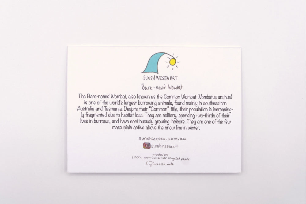 Educational card about the numbat with a cartoon illustration on a white background