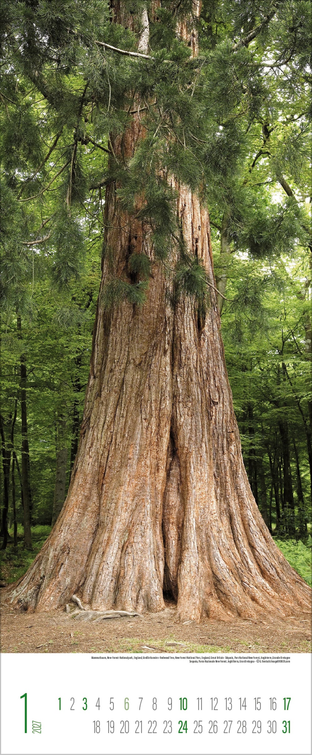 A photo of a tall and very wide tree in a forest
