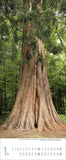 A photo of a tall and very wide tree in a forest
