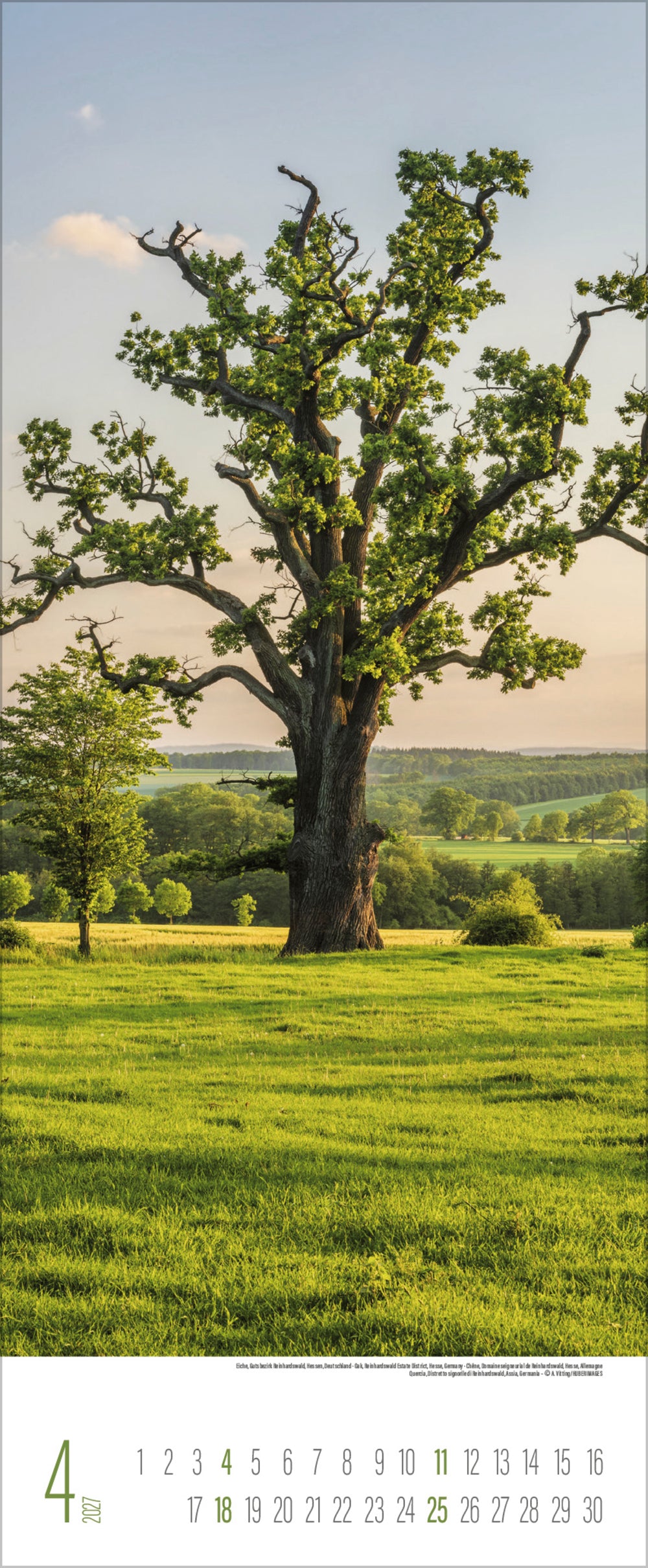A photo of a large tree in a green field with hills and more trees behind it