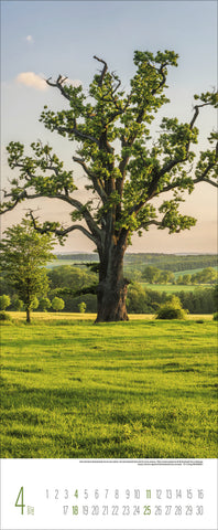 A photo of a large tree in a green field with hills and more trees behind it