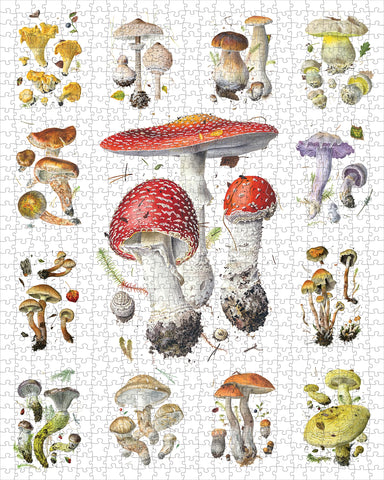 Illustration of various mushrooms on a white background