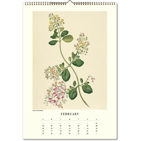 Botanicals - Joseph Banks (HMS Endeavour) Large Calendar 2025 – Paper ...