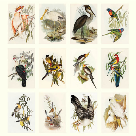 Australian Birds - John Gould Large Calendar 2025 - images