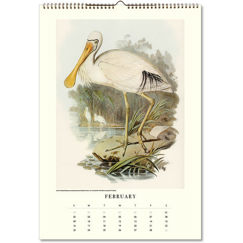 Australian Birds - John Gould Large Calendar 2025 - month