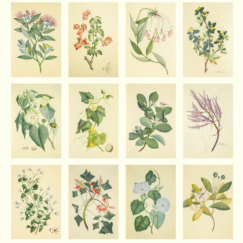Botanicals - Joseph Banks (HMS Endeavour) Desk Calendar 2026 - images