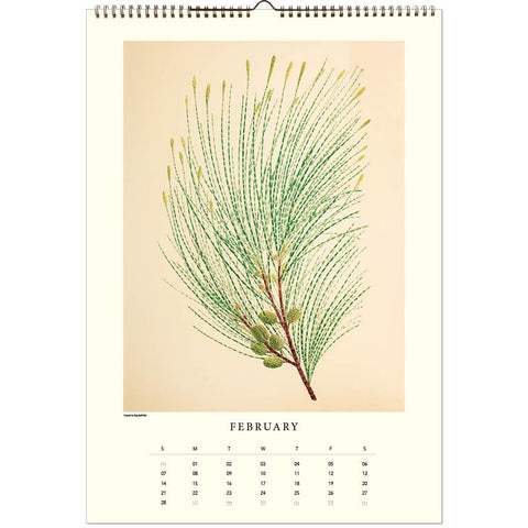 Calendar with a botanical illustration of a plant on a beige background