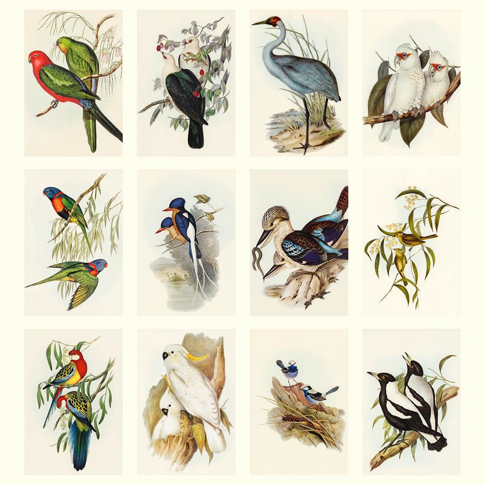 Illustrations of various birds on a beige background